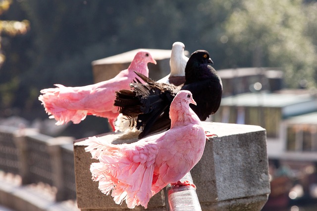契约保留名 契约保留名